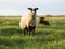 very large and fat sheep on a pasture in a field