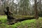 Very Large Felled Tree in Forest Covered in Green Moss