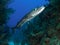 Very large great barracuda in Jardin de la Reina Cuba