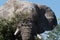 The very large head of this magnificant bull elephant fills the frame