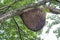 A very large honeycomb on a branch of tamarind tree and very high from the ground