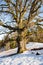 very large hundred years old oak tree in winter
