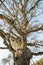 very large hundred years old oak tree in winter