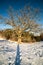 very large hundred years old oak tree in winter