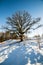 very large hundred years old oak tree in winter