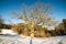 very large hundred years old oak tree in winter