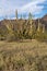 Very large organ pipe cactus growing in the wild in Arizona at the National Monument. Desert scrub in foreground