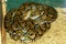 A very large reticulated python Australia