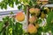 Very large ripe apricots on a tree branch in the garden. Maturing apricots on tree branch during summer time, fruit