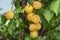 Very large ripe apricots on a tree branch in the garden. Maturing apricots on tree branch during summer time, fruit development.