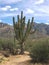 Very large saguaro cactus in the desert with the mountains as a backdrop in Arizona.