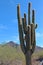 A very large Saguaro Cactus with nine branches in front of desert bushes and mountains at the McDowell Sonoran Preserve