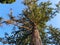 A very large sequoia tree, shot from below.