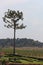 Very large tree at Silver Lake Vineyards Thailand
