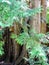 Very Large Tree Trunks with a Mounted Tiny Bird House