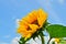 A very large, vibrant yellow blossom of a sunflower, growing directly into the blue sky