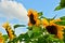 A very large, vibrant yellow blossom of a sunflower, growing directly into the blue sky