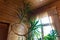 Very large yukka palm tree with curved spiral trunk at home near the window. Photosynthesis concept