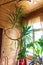 Very large yukka palm tree with curved spiral trunk at home near the window. Photosynthesis concept