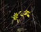 Very last rose hip leaves in november