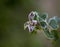 Very light frost on bougainvillea leaves