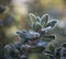 Very light frost on boxwood shrub leaves