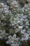 Very light frost on boxwood shrub leaves