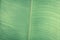 Very light pale green. Abstract real nature beauty background. Macro vertical tropical banana leaf texture vein line