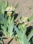 Very light yellow irises