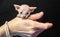 Very little cute hairless Sphynx kitten sitting on a human hand