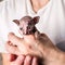 Very little cute kitten hairless Sphynx sits in the hands of m