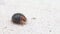 Very little ladybug turning on its legs