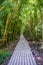 A very long boardwalk surrounded by bamboo trees in Maui, Hawaii