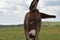 Very Long Ears on a Burro Foal Standing in a Field