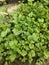 Very lovely coriander