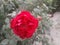 this is a very lovely garden flower this is rose flower