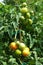 Very lush autumn tomatoes in the garden of the Varlaam monastery in Meteora