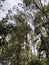 very lush and cool pine forest