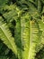 Very lush and green forest fern plants