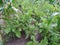 Very nice Brinjal Plant in rural areas