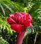 Very nice close-up of an exotic red torch ginger