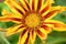 very nice colorful gazania garden flower from close in my garden