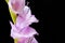 very nice colorful gladiolus flower on a black background