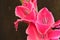 very nice colorful gladiolus garden flower from close in my garden