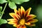 very nice colorful little gazania garden flower from close