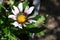 very nice colorful little gazania garden flower from close