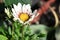 very nice colorful little gazania garden flower from close