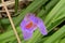 the very nice colorful winter crocus flower close up view