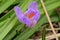 the very nice colorful winter crocus flower close up view