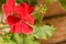 the very nice flowering colored geranium in my garden in the sunshine